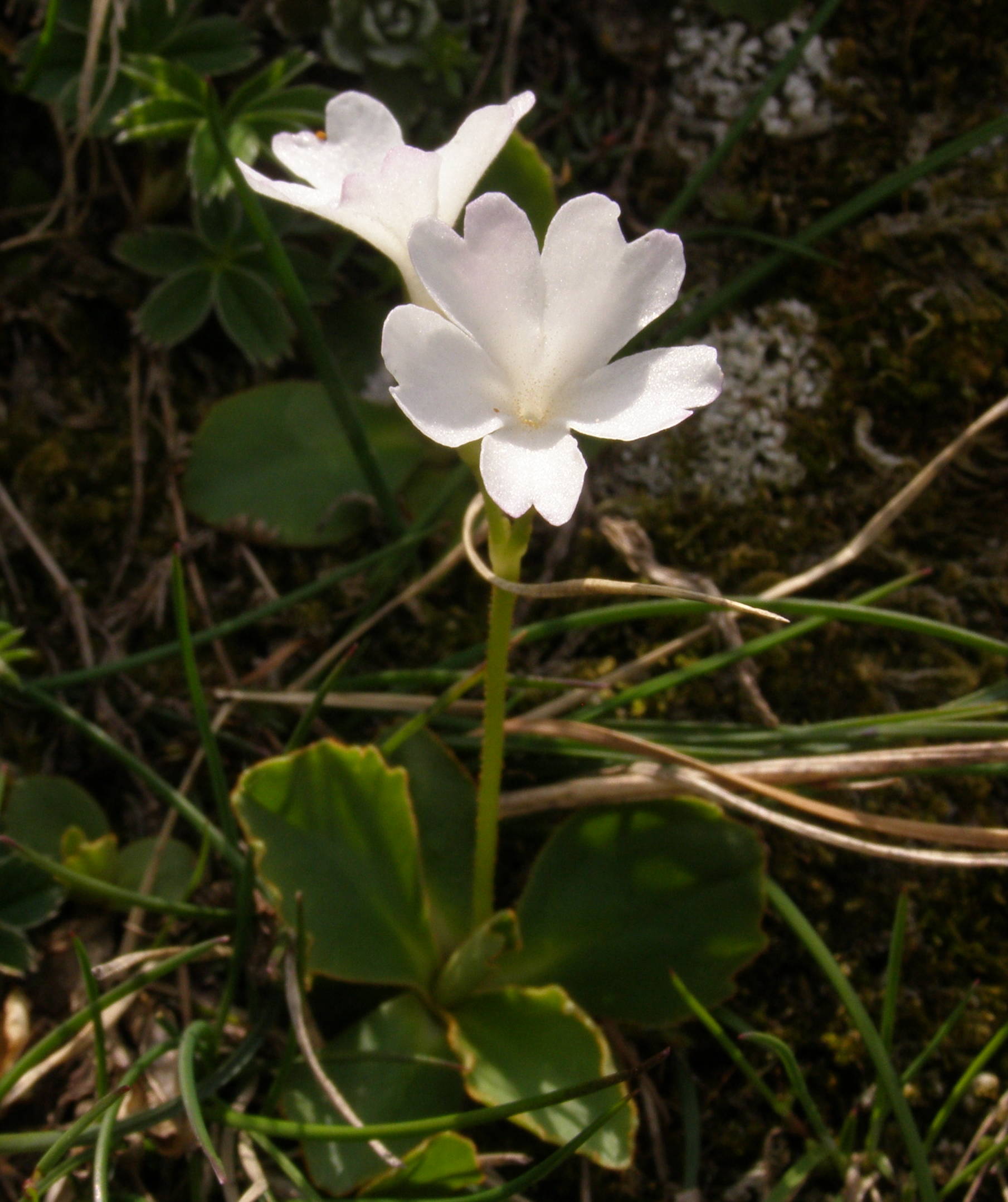 Primula hirsuta, latifolia e pedemontana a confronto